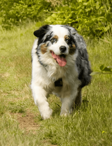 Gryphy austratian shepherd dpg